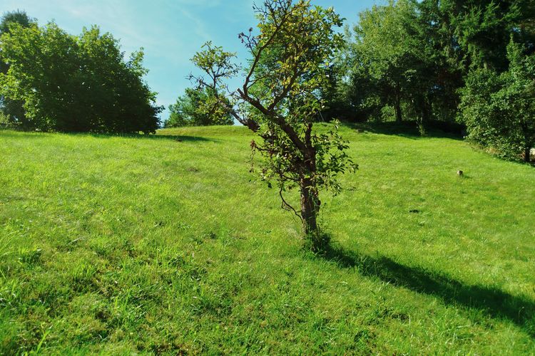 Venkovský rodinný dům 4+1 s vedlejšími stavbami a zahradou s pozemkem 1 598 m² v obci Olešná